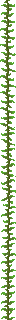 kelp_plant.png