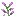 lilac_top.png