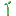 mangrove_propagule.png